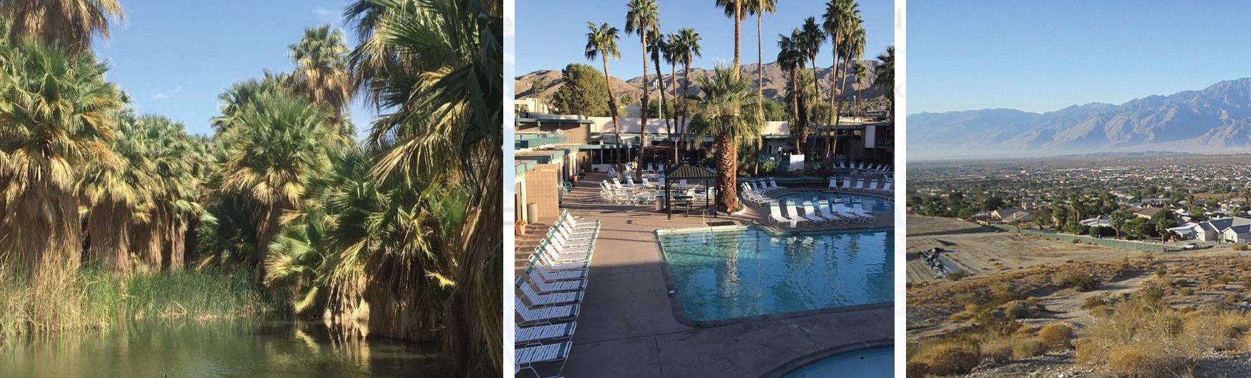 Palm trees and pool at a Desert Hot Springs rental